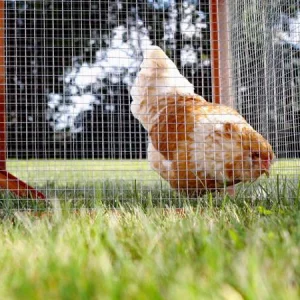 kaynaklı-tel-örgü-rulo-tavuk-kümesi welded-wire-mesh-roll-chicken-coop