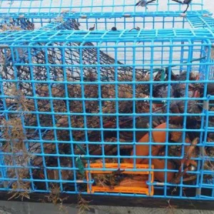 kaynaklı-tel-örgü-rulo-yengeç-kapanı welded-wire-mesh-roll-crab-trap